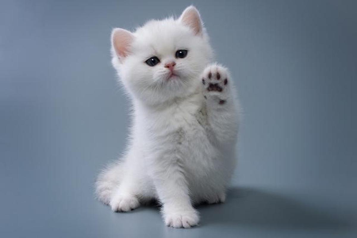 11 Tips Mengusir Anak Kucing Tanpa Menyakiti, Dijamin Nurut dan Enggak Akan Kembali