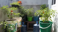 Punya Cabai Busuk? Ini Cara Menanamnya Kembali dari Bibit hingga Panen Berlimpah