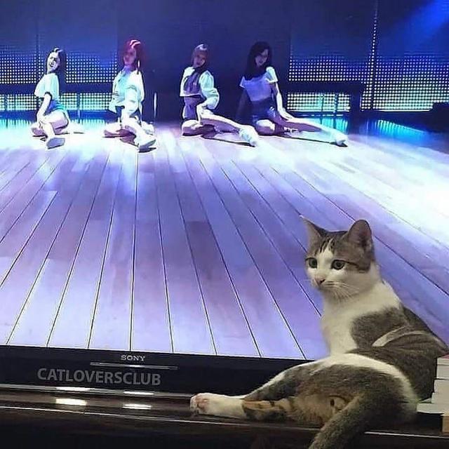 6 Momen Kebetulan Tingkah Kucing Sama dengan Tokoh di TV Ini Bikin Gemas