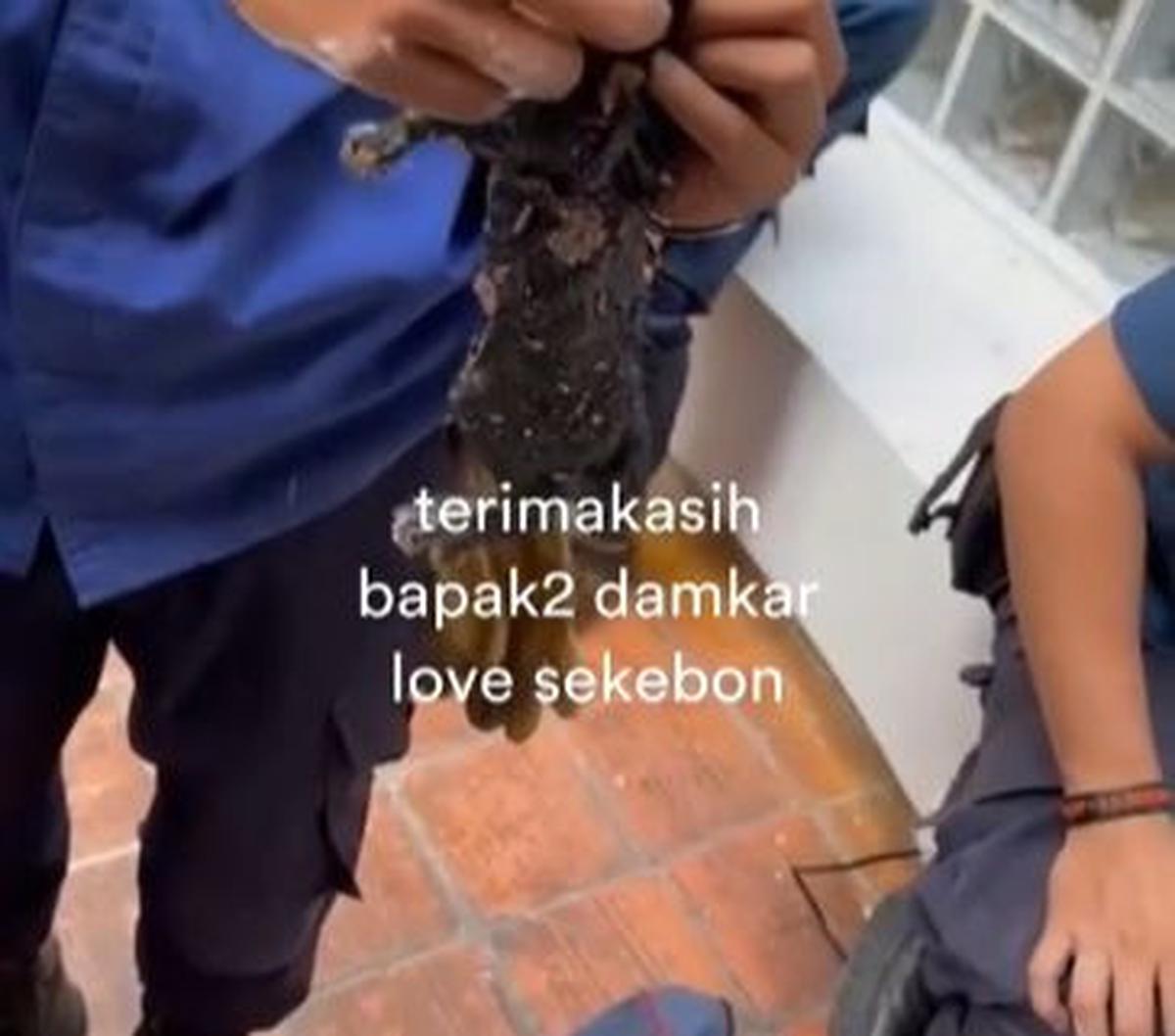 "Dari kemarin denger suara-suara kucing tapi nggak tahu di mana. Setelah 3 jam (kucing berhasil dievakuasi).  Terima kasih bapak-bapak damkar love sekebon," tulis akun tersebut menjelaskan.