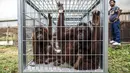 Sejumlah Orang Utan saat berada di dalam kandang sebelum diperiksa di pusat konservasi Kao Pratubchang, Thailand, Kamis (27/8/2015). Pemerintah Thailand menghimbau agar para Orang Utan ini cepat dikembalikan ke Indonesia. (REUTERS/Athit Perawongmetha)