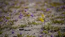 Bunga-bunga bermekaran di gurun Atacama, sekitar 600 km sebelah utara Santiago, Chile, Rabu (13/10/2021). Gurun Atacama, yang dijuluki sebagai tempat terkering di dunia, tiba-tiba menjadi ladang bunga menutupi gurun pasir itu di tempat-tempat yang tidak ditumbuhi tanaman. (MARTIN BERNETTI/AFP)