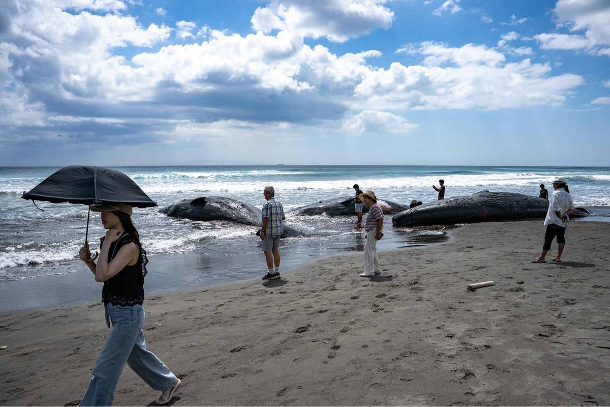 FOTO: Terdampar Sebelum Tsunami,  Misteri Paus Sperma di Pantai Jepang