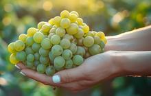 Anggur Shine Muscat Aman, Dikarantina Sebelum Dijual di Pasar Indonesia