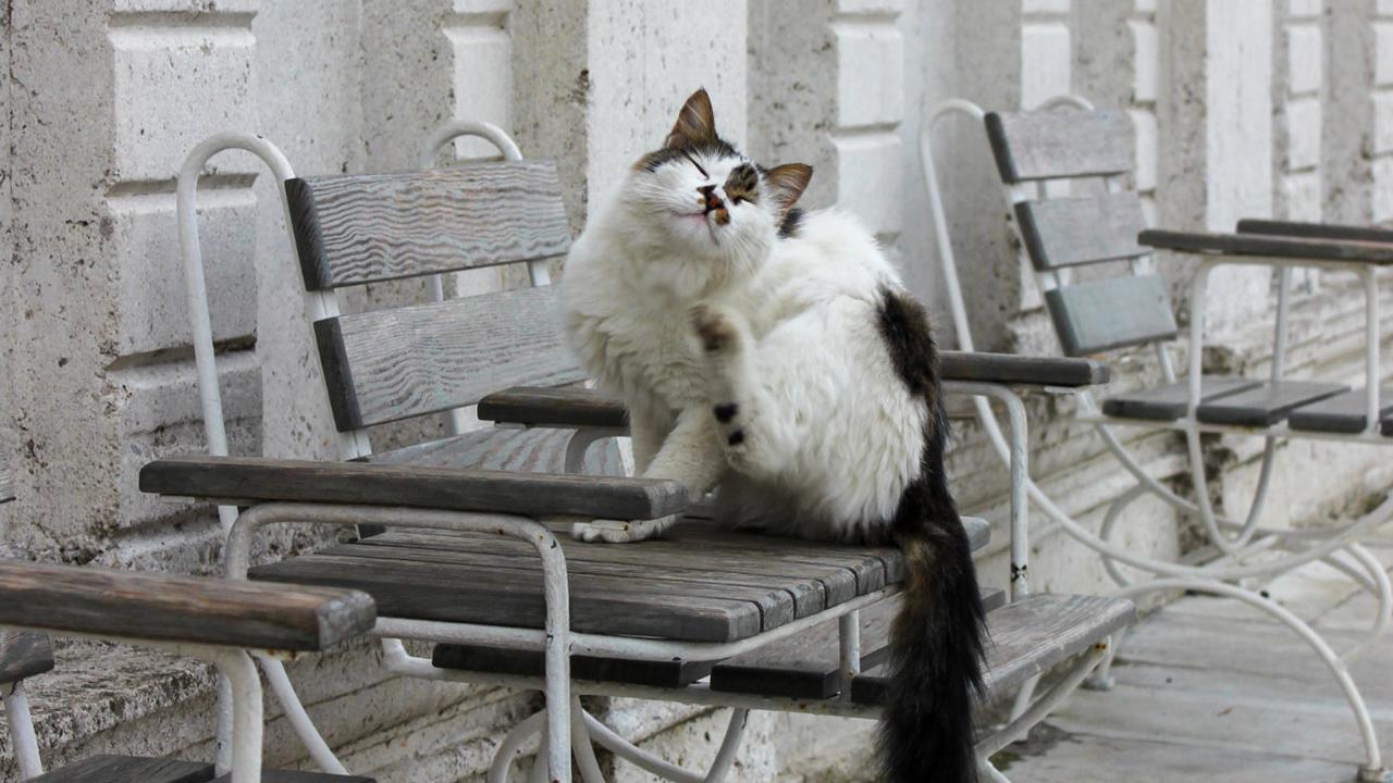 Berikut ini, kita akan membahas sepuluh penyakit kulit yang sering mengintai kucing dan langkah-langkah pencegahan yang dapat diambil untuk menjaga kulitnya tetap sehat.