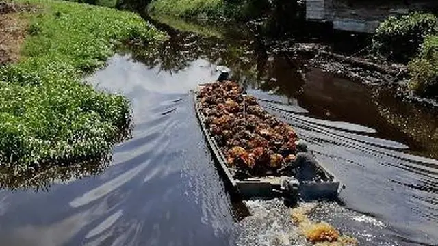 Sumber penghidupan masyarakat di sekitar lahan gambut di Kabupaten Kubu Raya, Kalimantan Barat. (Foto: Agus Dianto/Peneliti Muda Gambut, Kalimantan Barat)