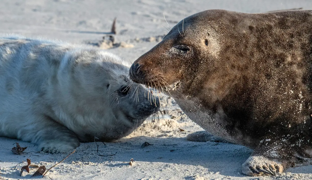 Seekor anjing laut abu-abu betina (kanan) berinteraksi dengan anaknya di pantai Pulau Helgoland, Jerman, 4 Januari 2020. Setelah tiga minggu menyusui, induk anjing laut abu-abu akan membiarkan anaknya mengurus diri mereka sendiri. (John MACDOUGALL/AFP)