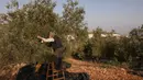 Warga Palestina memetik buah zaitun mereka selama musim panen di ladang dekat tembok pemisah Israel yang kontroversial di desa Beit Awwa, sebelah barat kota Hebron, Tepi Barat pada 23 Oktober 2023. (HAZEM BADER/AFP)