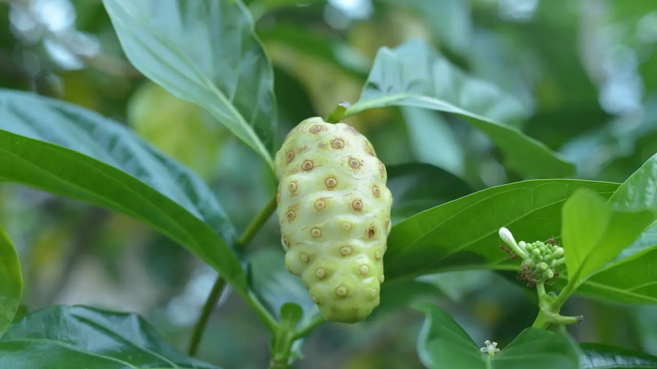 mengkudu-kezo