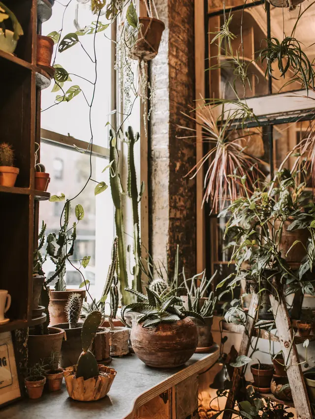 ilustrasi jenis tanaman hias/Vlada Karpovich/pexels