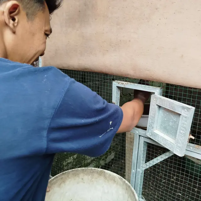 Tips Budidaya Burung Murai Batu Kicau Merdu Ekor Panjang