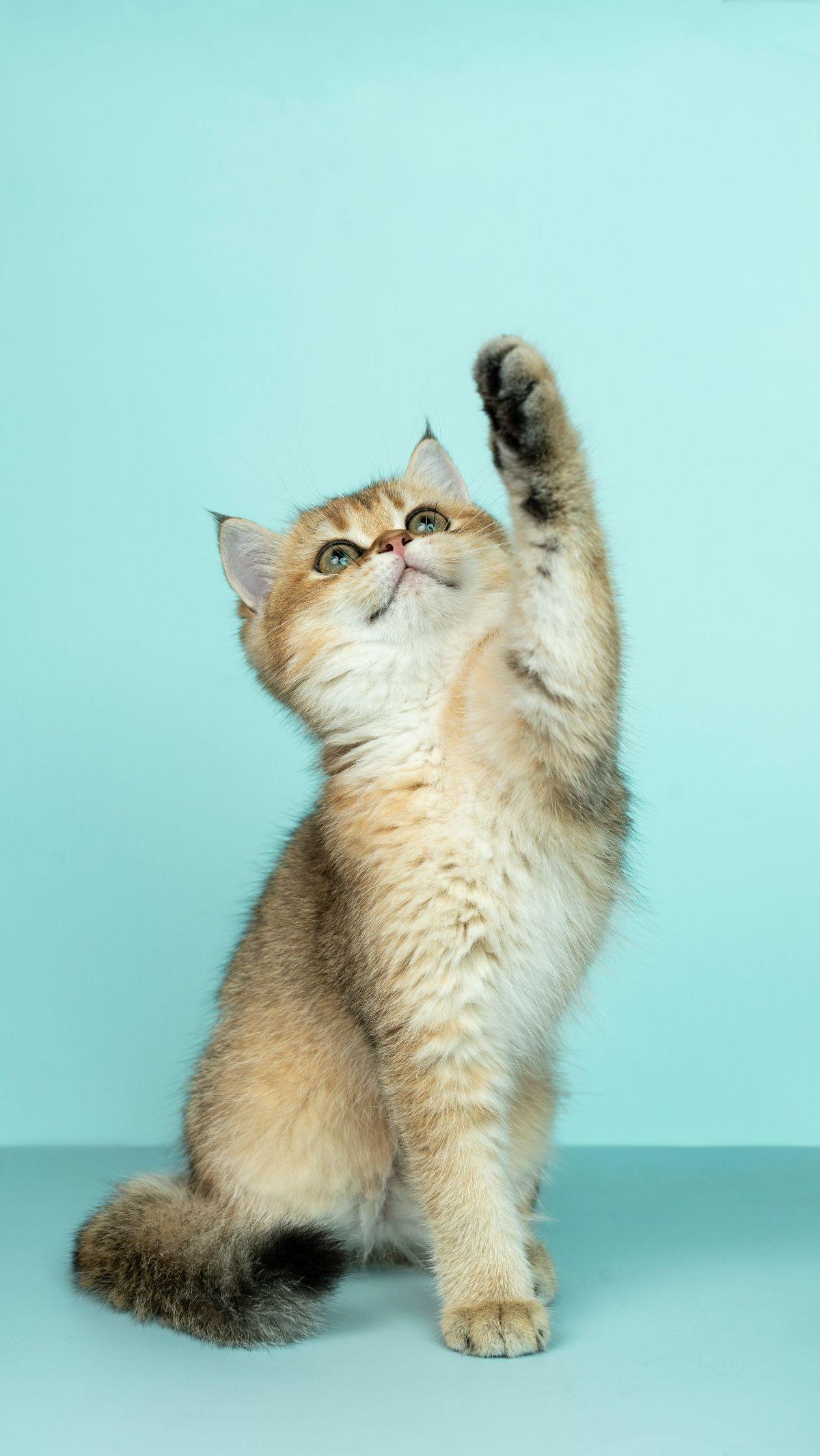 Untuk mengidentifikasi kucing yang mungkin terinfeksi rabies, penting untuk memahami ciri-ciri khas yang biasanya terkait dengan kondisi ini. <br><br>Dengan memahami tanda yang mungkin muncul pada kucing rabies, kita dapat menerapkan langkah pencegahan un