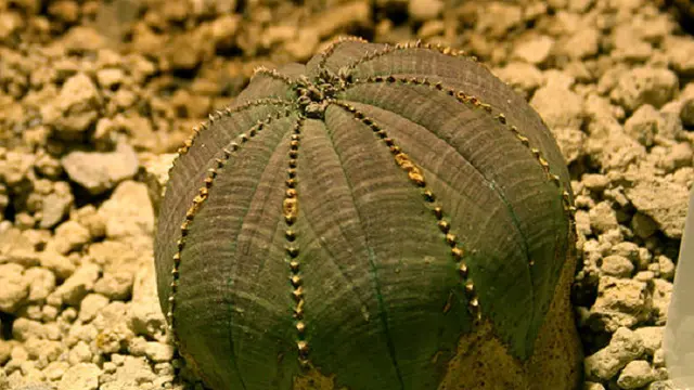 Euphorbia obesa (wikipedia/public domain)