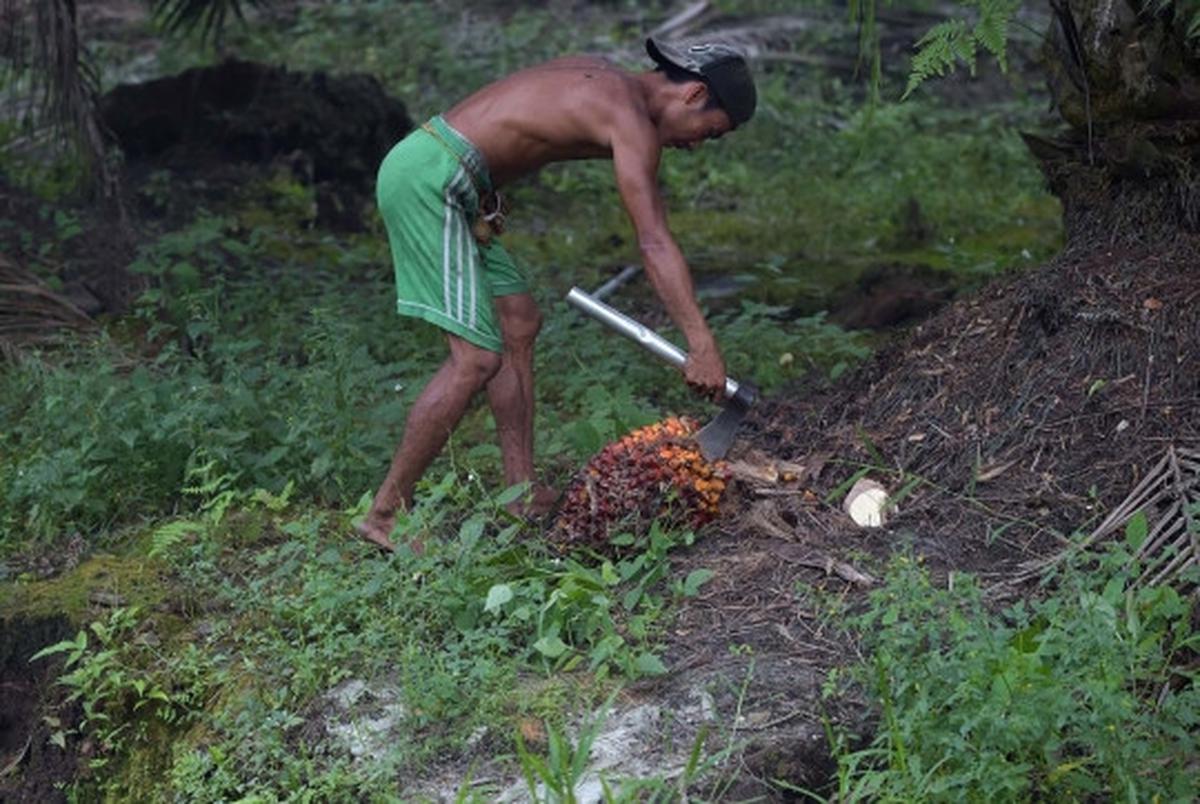 Kisah petani kelapa sawit Riau bekerja di tengah kabut asap