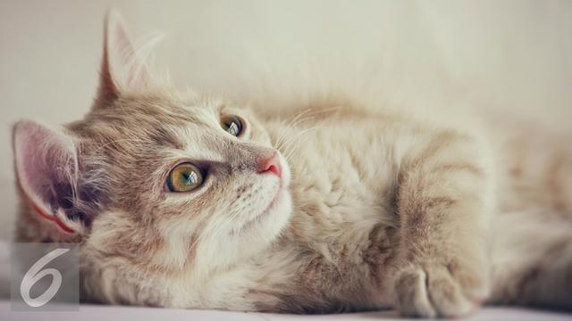 20160330-Ilustrasi-Kucing-iStockphoto