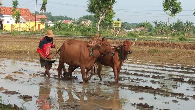Petani Madura sedang menggarap pertanian