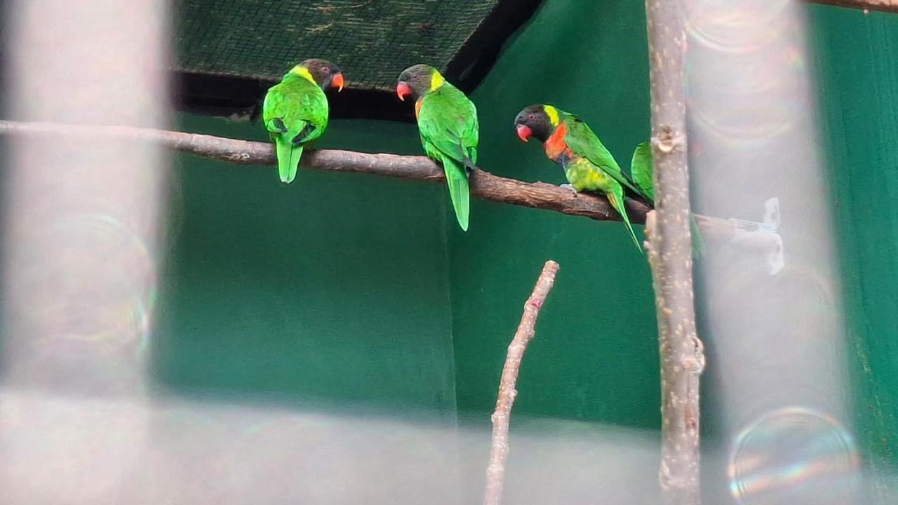 40 Ekor Burung Perkici Dada Merah Dipulangkan dari Inggris ke Bali
