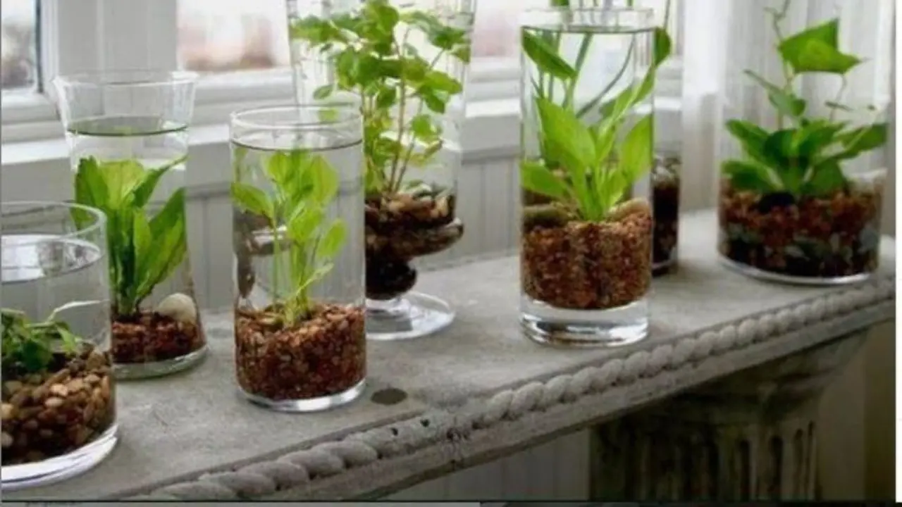 Berkebun