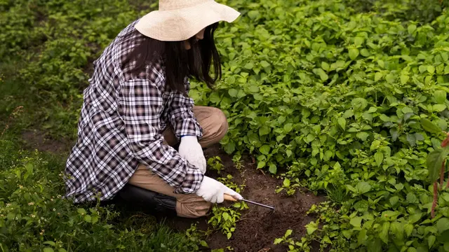 Teknik Pengolahan Lahan dan Penanaman Kacang Tanah