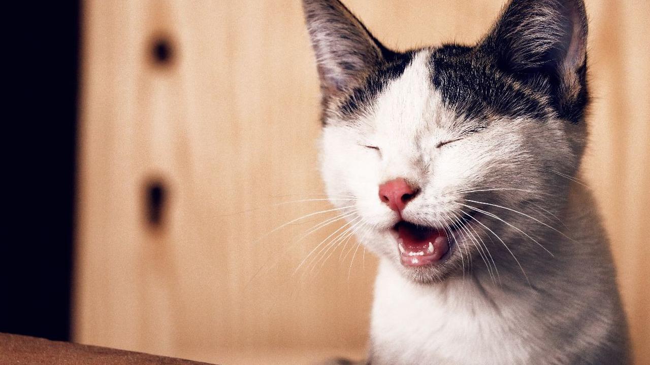 Nama Kucing Betina A - C