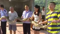 Seekor ular piton seberat 27 kilogram menyerang kambing warga dan  membuat warga panik