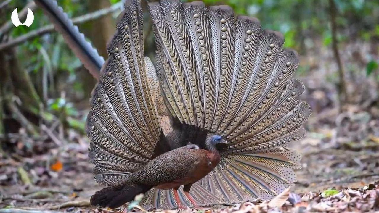 Ciri-Ciri Burung Kuau Raja