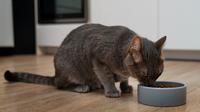 Common cat feeding mistakes you need to avoid. (Photo: Mircea Freepik/Magnific)