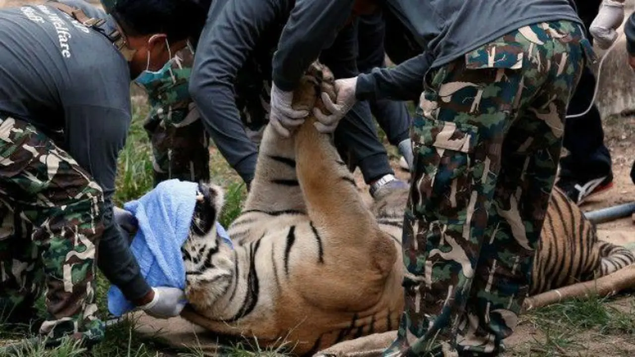 130 Harimau Dipindahkan dari Kuil di Thailand