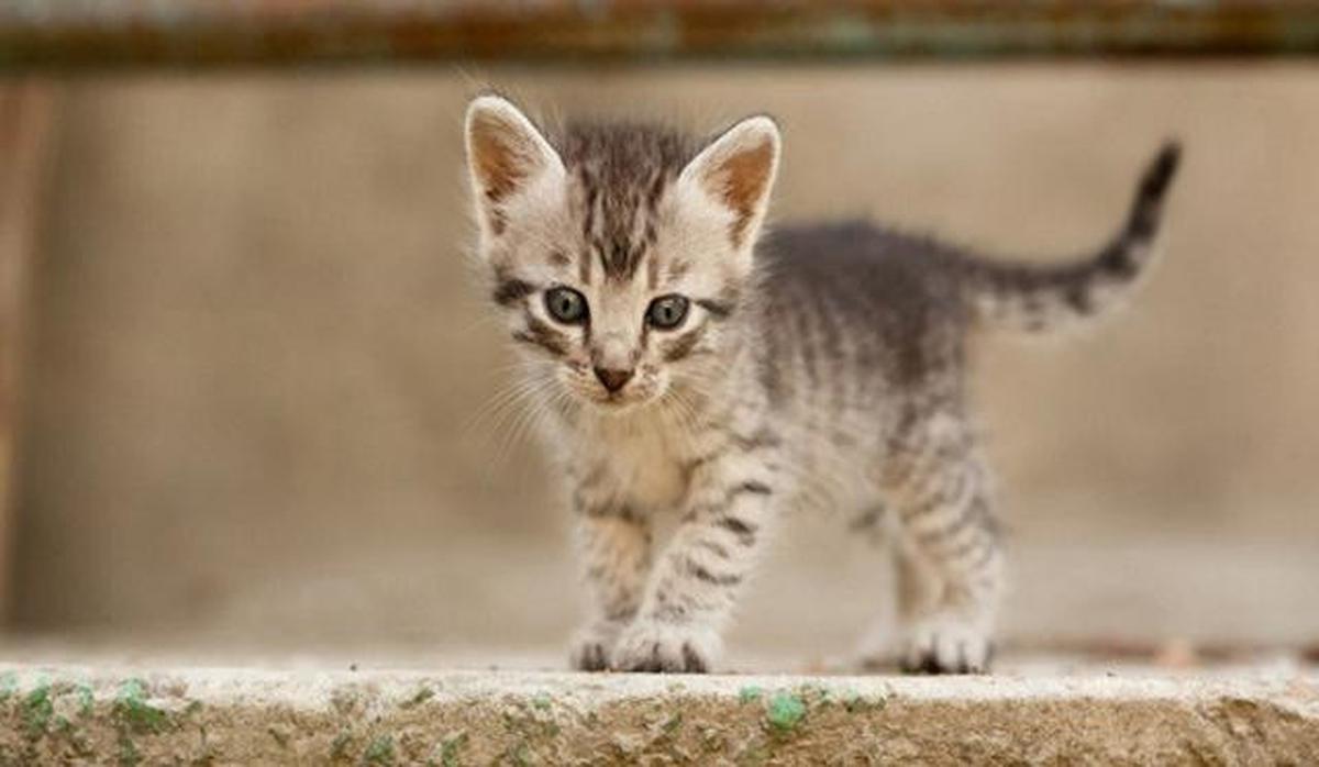 11 Tips Mengusir Anak Kucing Tanpa Menyakiti, Dijamin Nurut dan Enggak Akan Kembali