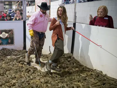 Miss Texas Margana Wood didampingi pawang ular berada di dalam kandang penuh ular derik saat acara Swingter Rattlesnake Sweetwater di Nolan County Coliseum (10/3). Dalam acara ini ribuan ular derik berbisa dikumpulkan di sebuah kandang. (AFP/Loren Elliot)