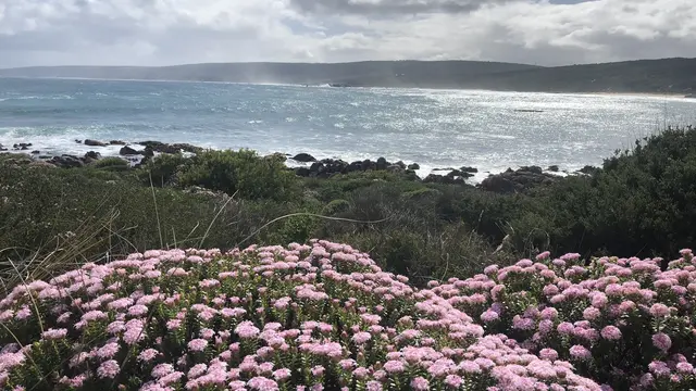 Bunga Liar di Australia Barat