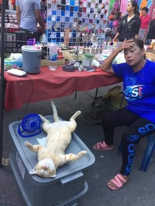 6 Tingkah Kucing di Pasar Ini Nyeleneh Banget, Bikin Penjual dan Pembeli Heran (sumber: Twitter/wkwkland_real)
