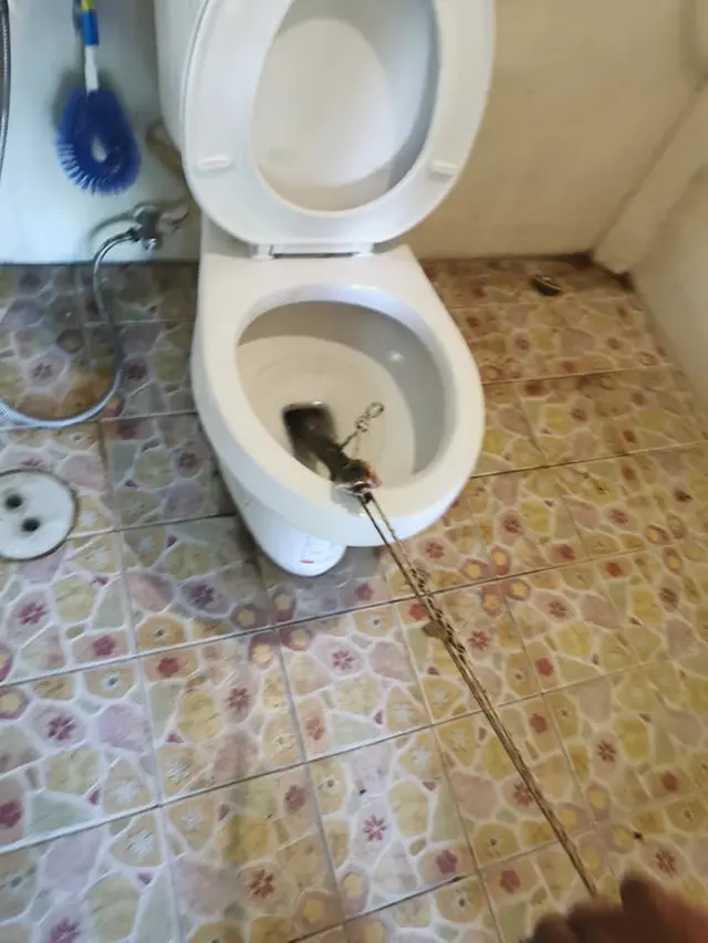 Pria Ini Menemukan Ular Kobra di Toilet Sebelum Menggunakannya, Bikin Merinding