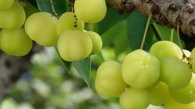 (c) elysiregar-blogspot.com