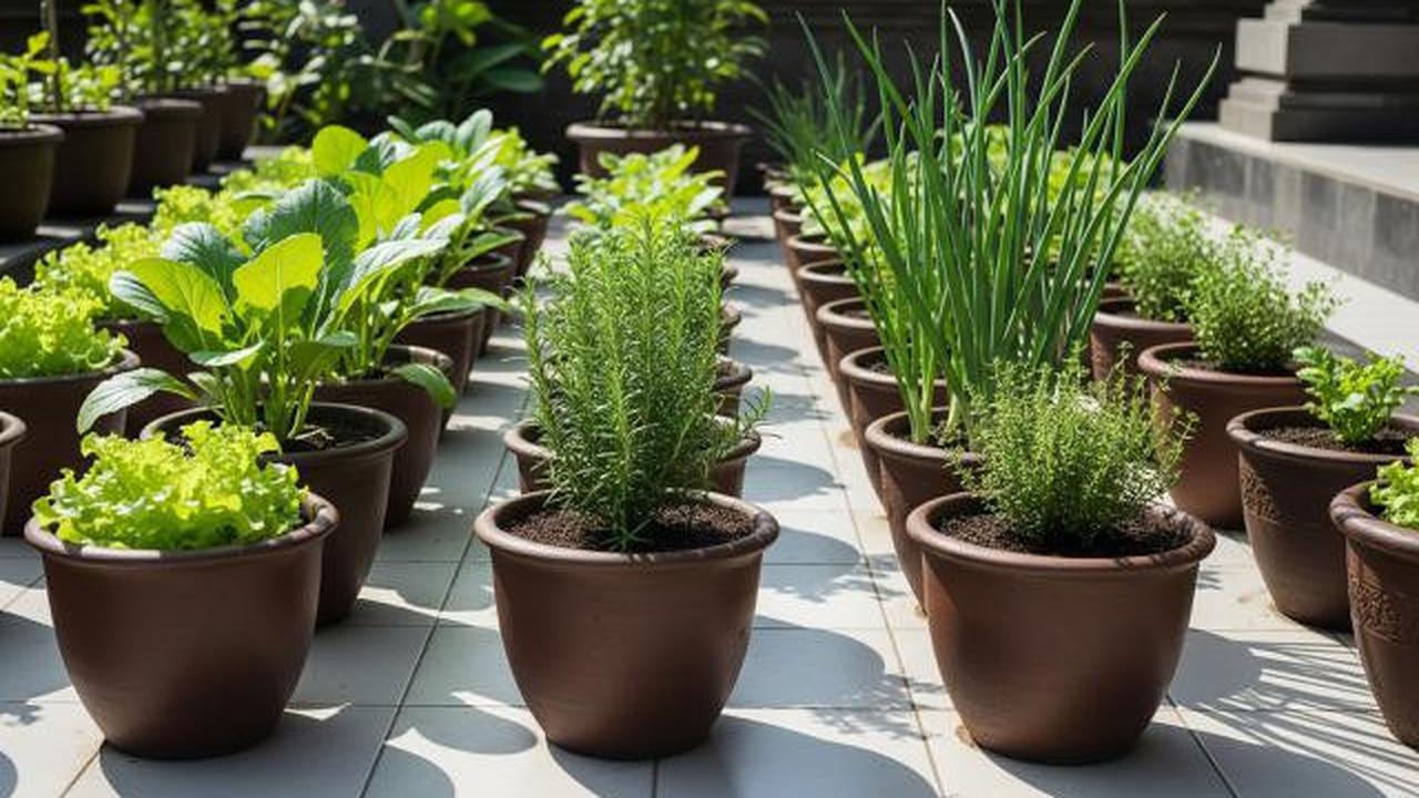 Perbedaan Pot Tanah Liat vs Pot Plastik untuk Tanaman Sayur di Rumah