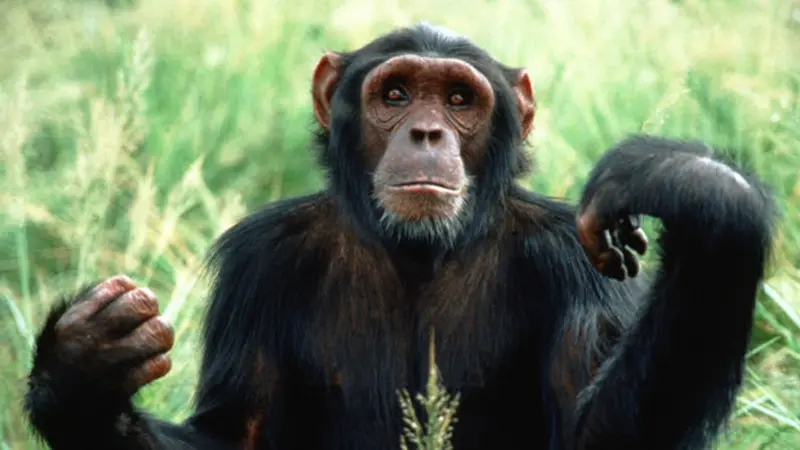 Video Pelepasan Simpanse ke Alam Liar Bikin Haru Netizen