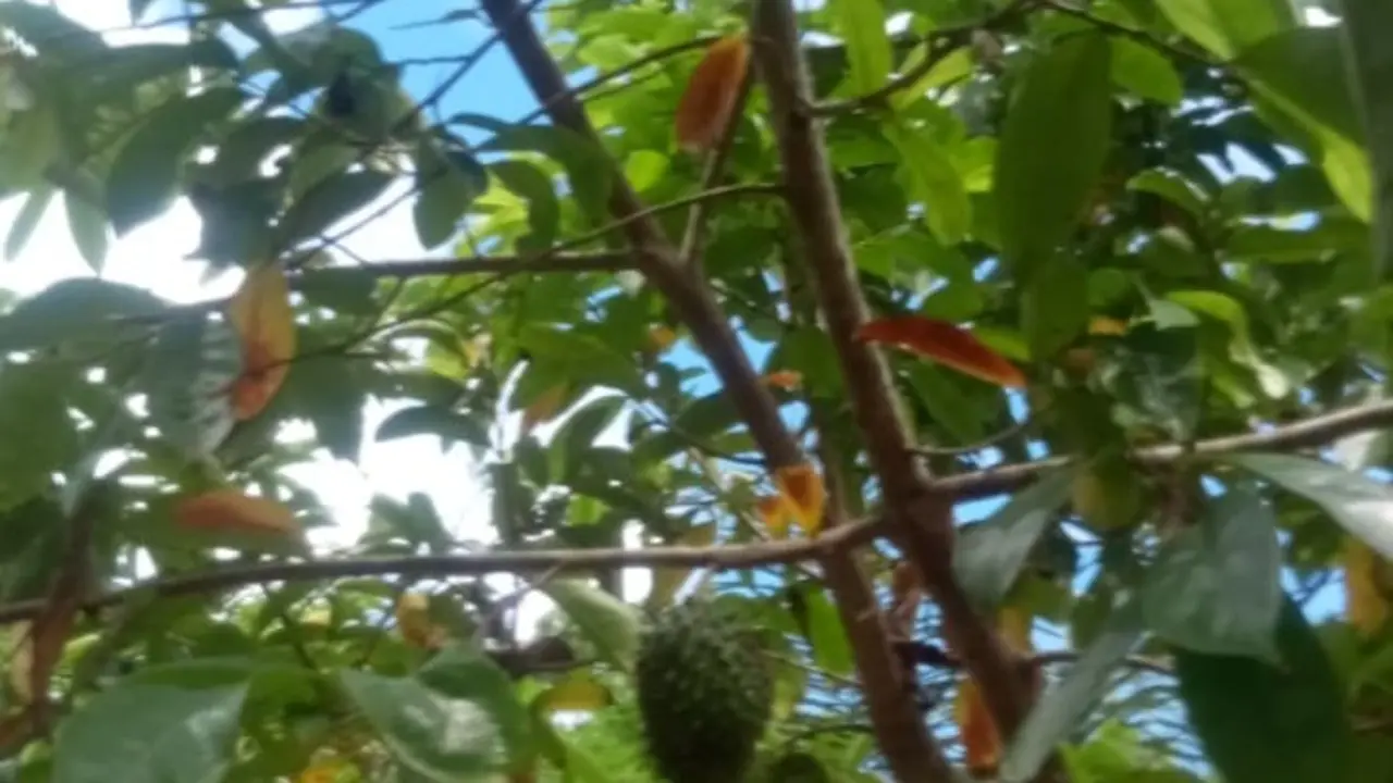 Cara Menanam Nangka Belanda di Halaman Rumah Ala Petani Pensiun