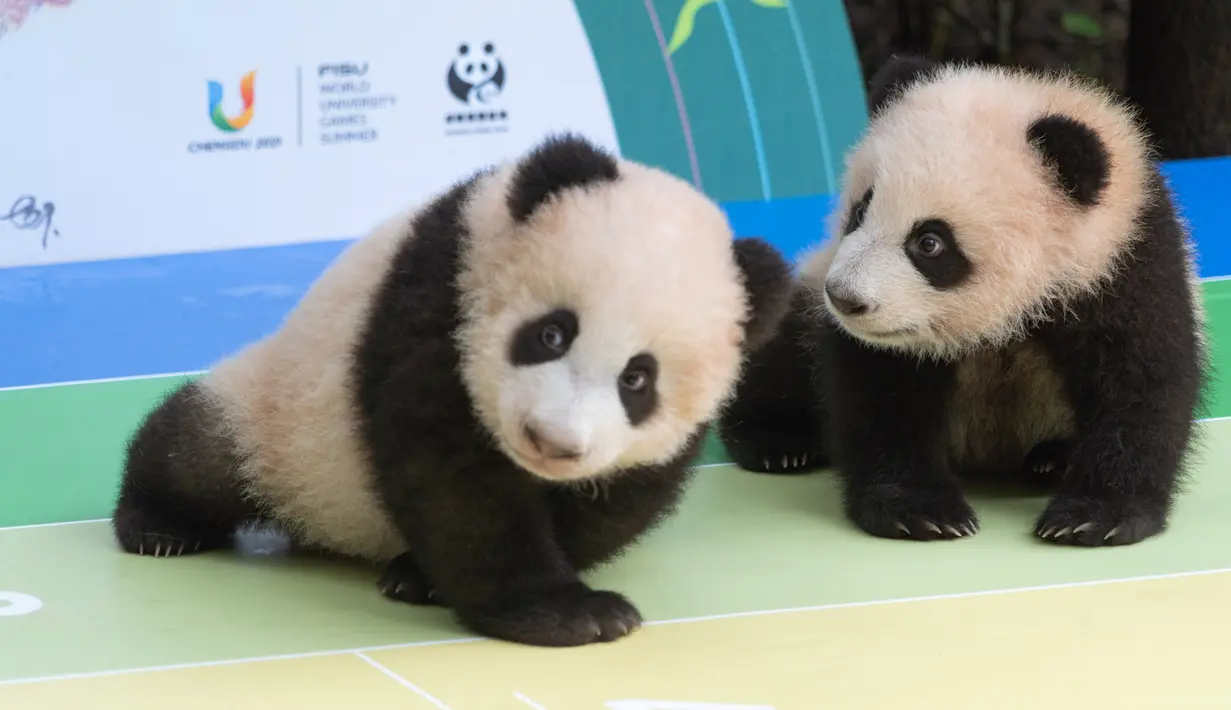 Foto pada 29 September 2020 menunjukkan anak-anak panda raksasa yang tampil perdana di Pusat Penangkaran dan Penelitian Panda Raksasa Chengdu di Provinsi Sichuan, China. Beberapa ekor anak panda raksasa tampil untuk pertama kalinya di depan publik pada Selasa (29/9). (Xinhua/Zhang Kefan)