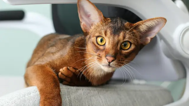 Abyssinian