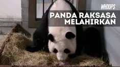 Kehamilan panda terbilang jarang dan sulit, pasalnya panda betina memiliki masa birahi yang sangat singkat, yakni hanya setahun sekali.
