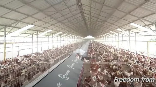 Peternakan Ayam Bebas Kandang