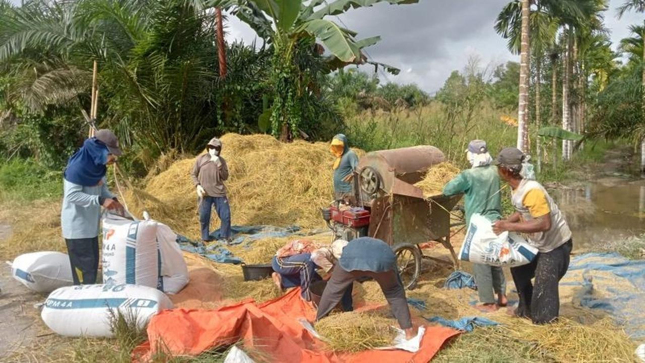 Pola Tanam IP300 Tanjab Timur: Strategi Jitu Tingkatkan Produksi Padi Hingga 7 Ton/Hektare
