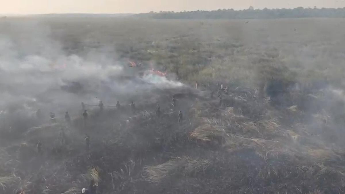 Kemenhut Sanksi 6 Perusahaan Buntut Kebakaran Hutan di Kalimantan