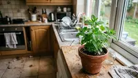 8 Tanaman Dapur yang Aromanya Tidak Disukai Kecoa, Ada yang Bisa Dipakai Memasak