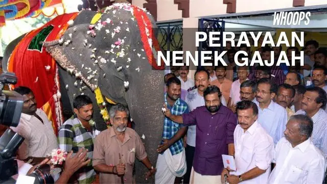 Warga di India memberikan gelar Nenek Gajah pada gajah betina yang berusia 86 tahun  