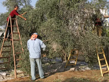 Seorang pria Palestina memegang zaitun untuk dijual di sebuah pasar di Khan Yunis, Jalur Gaza selatan pada 6 Oktober 2019. (SAID KHATIB / AFP)