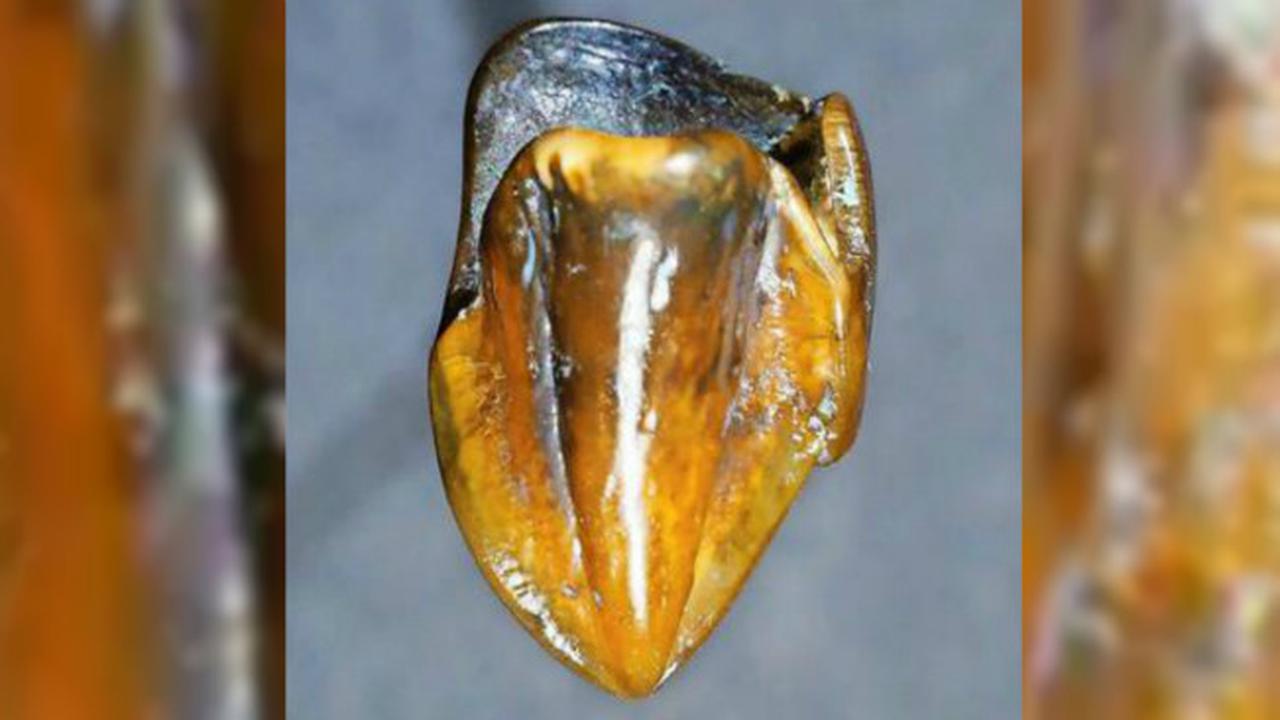 Fosil Eppelsheim (0)