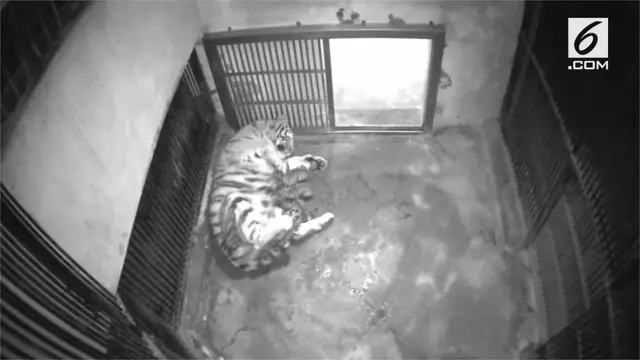 VIDEO: Kelahiran Spesies Langka Harimau Siberia