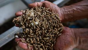 Diketahui, budidaya maggot tidak hanya membantu mengurangi sampah organik, tetapi juga memberikan potensi ekonomi yang menjanjikan bagi peternak dan masyarakat. (Merdeka.com/Arie Basuki)