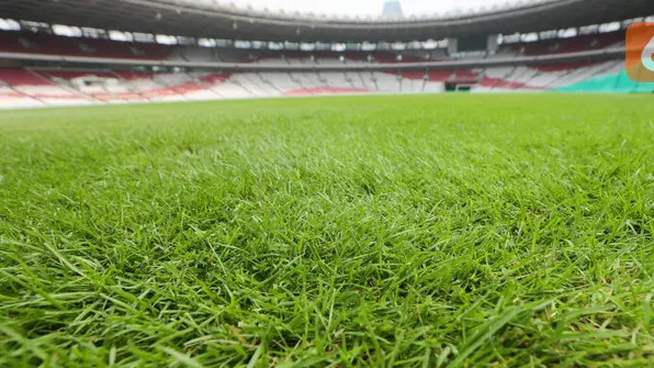 FOTO: Penampakan Kondisi Terbaru Rumput Stadion GBK Jelang Timnas Indonesia vs Jepang